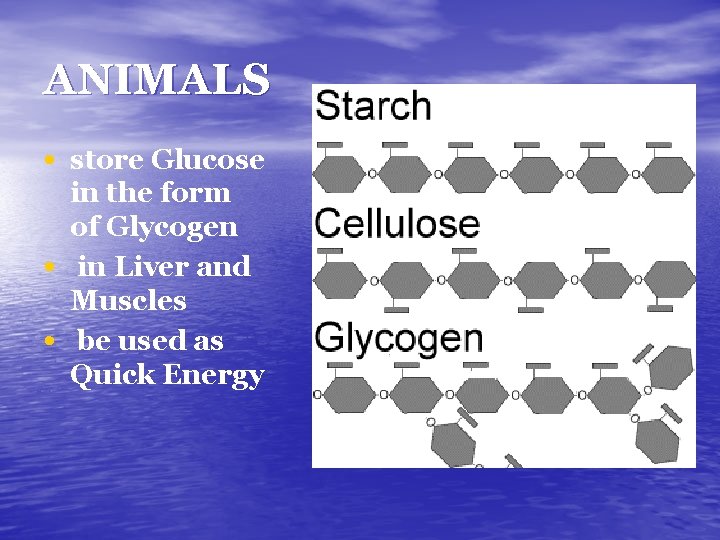ANIMALS • store Glucose • • in the form of Glycogen in Liver and