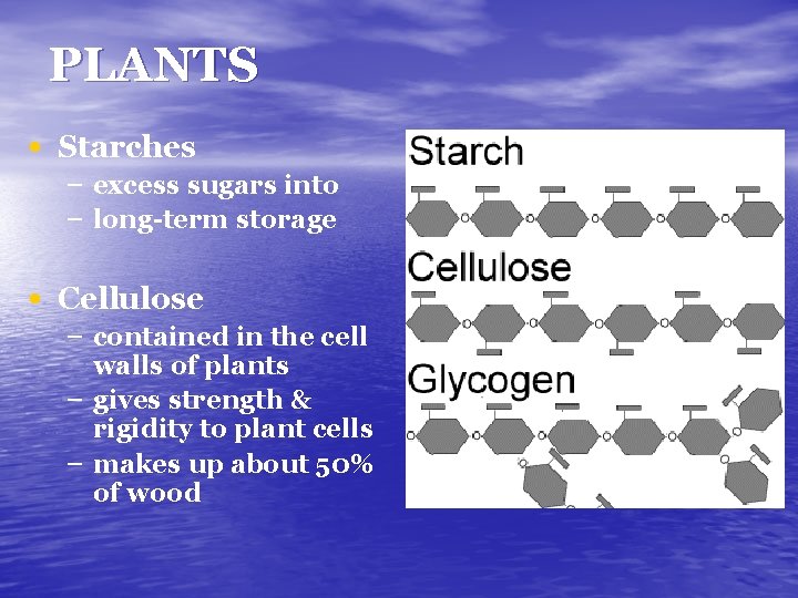 PLANTS • Starches – excess sugars into – long-term storage • Cellulose – contained