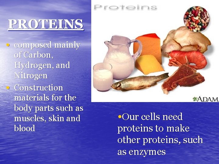 PROTEINS • composed mainly • of Carbon, Hydrogen, and Nitrogen Construction materials for the