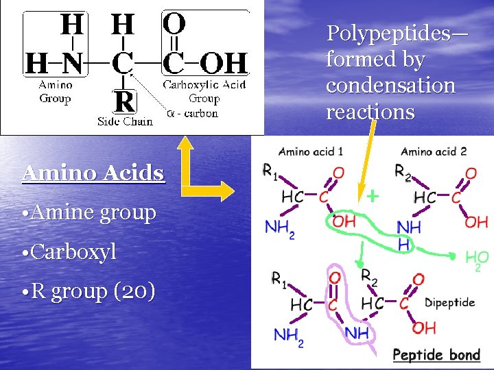 Polypeptides— formed by condensation reactions Amino Acids • Amine group • Carboxyl • R