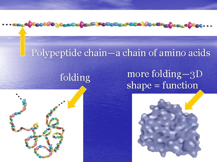 Polypeptide chain—a chain of amino acids folding more folding— 3 D shape = function