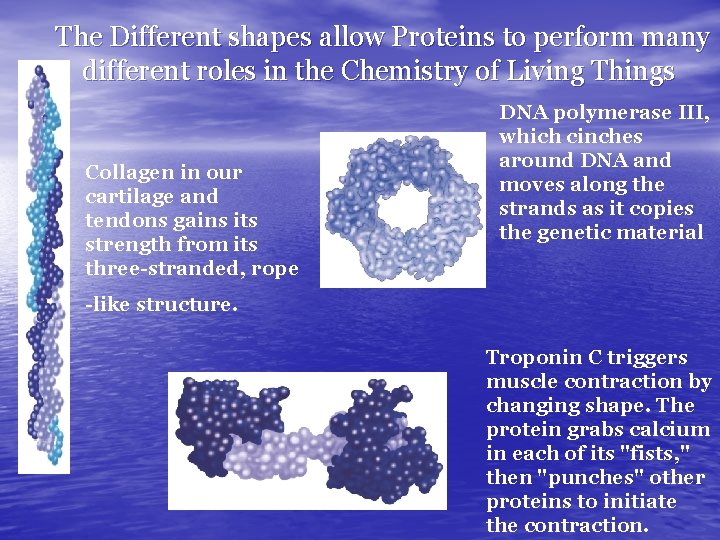 The Different shapes allow Proteins to perform many different roles in the Chemistry of