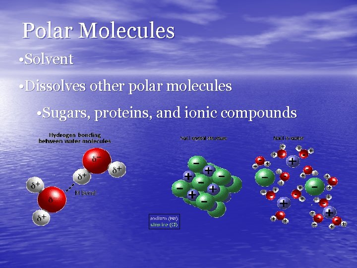 Polar Molecules • Solvent • Dissolves other polar molecules • Sugars, proteins, and ionic