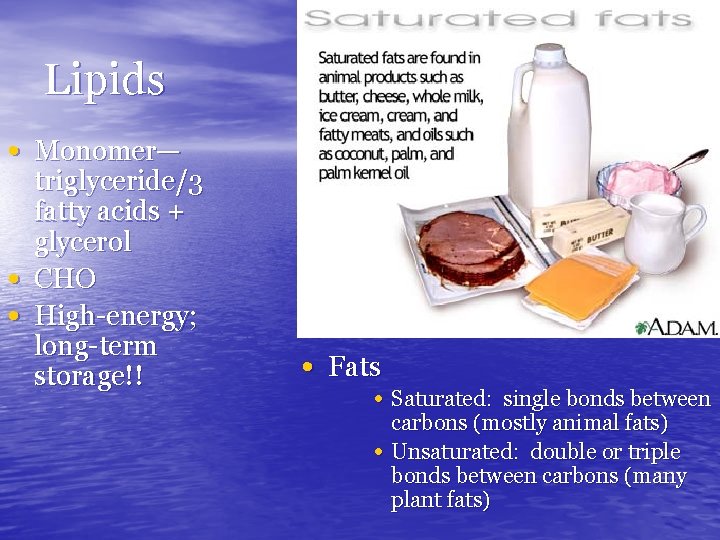 Lipids • Monomer— • • triglyceride/3 fatty acids + glycerol CHO High-energy; long-term storage!!
