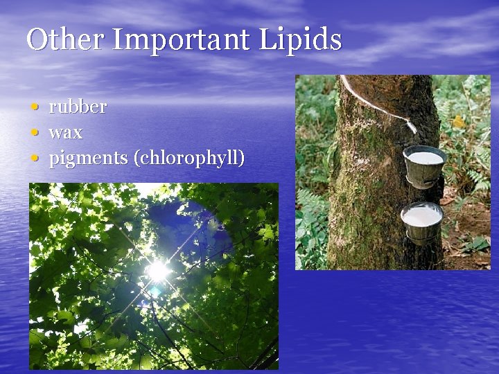 Other Important Lipids • • • rubber wax pigments (chlorophyll) 