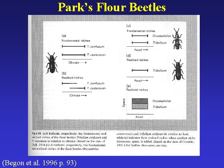 Park’s Flour Beetles (Begon et al. 1996 p. 93) 