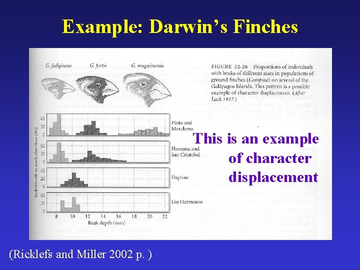 Example: Darwin’s Finches This is an example of character displacement (Ricklefs and Miller 2002
