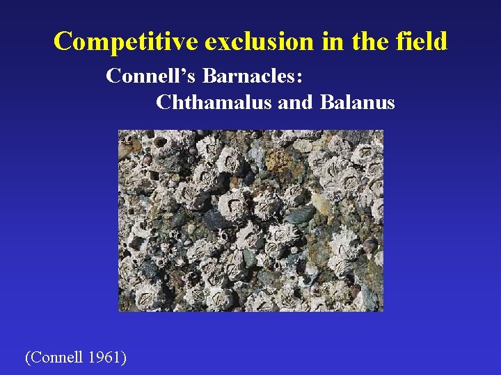 Competitive exclusion in the field Connell’s Barnacles: Chthamalus and Balanus (Connell 1961) 