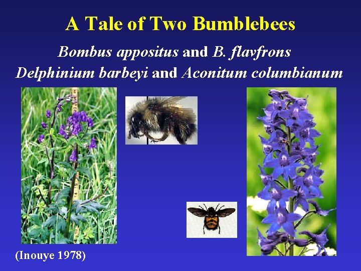 A Tale of Two Bumblebees Bombus appositus and B. flavfrons Delphinium barbeyi and Aconitum