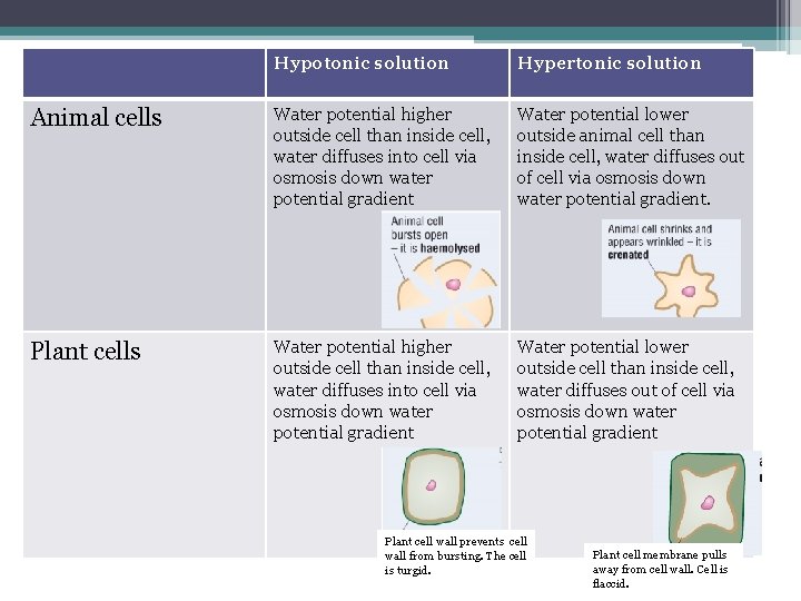 Hypotonic solution Hypertonic solution Animal cells Water potential higher outside cell than inside cell,
