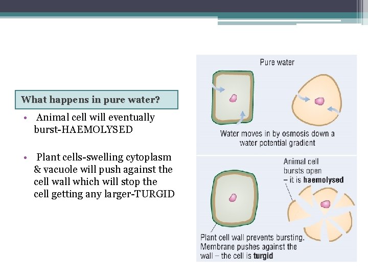 What happens in pure water? • Animal cell will eventually burst-HAEMOLYSED • Plant cells-swelling