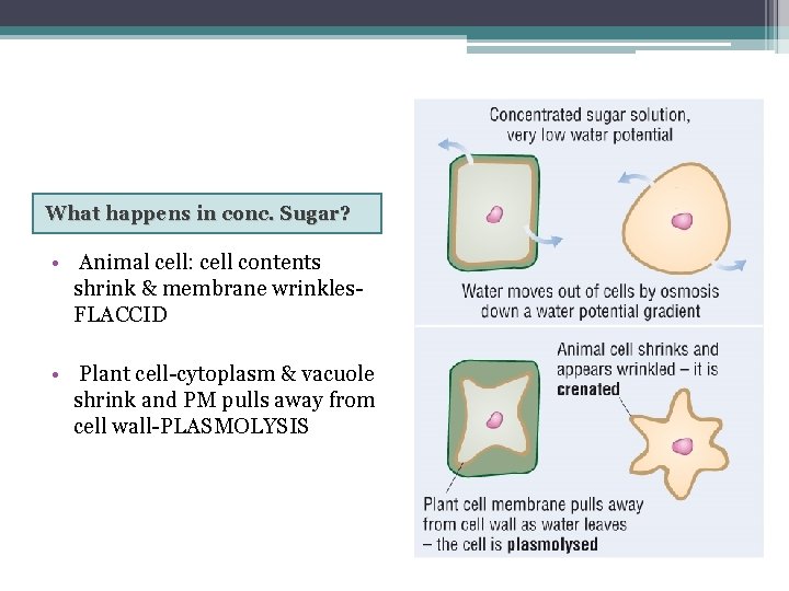 What happens in conc. Sugar? • Animal cell: cell contents shrink & membrane wrinkles.