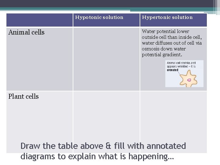 Hypotonic solution Animal cells Hypertonic solution Water potential lower outside cell than inside cell,