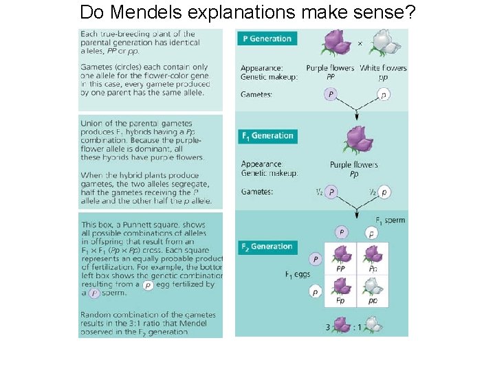 Do Mendels explanations make sense? 