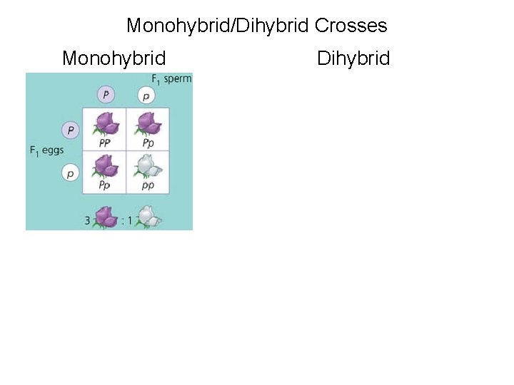 Monohybrid/Dihybrid Crosses Monohybrid Dihybrid 