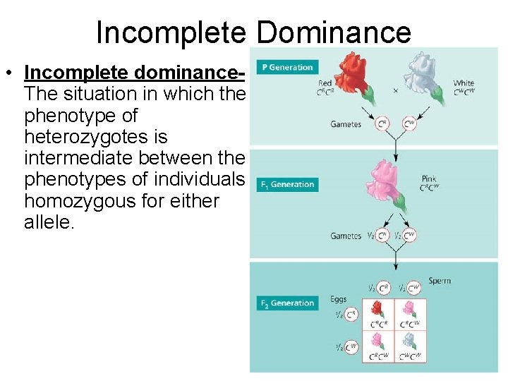 Incomplete Dominance • Incomplete dominance. The situation in which the phenotype of heterozygotes is