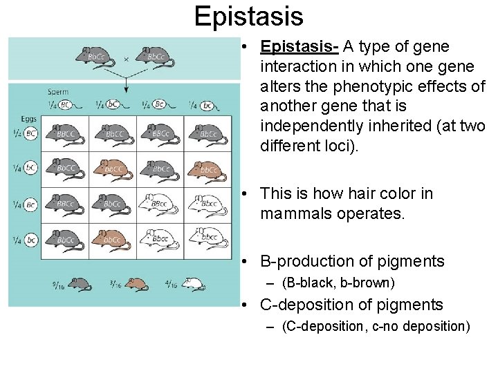 Epistasis • Epistasis- A type of gene interaction in which one gene alters the
