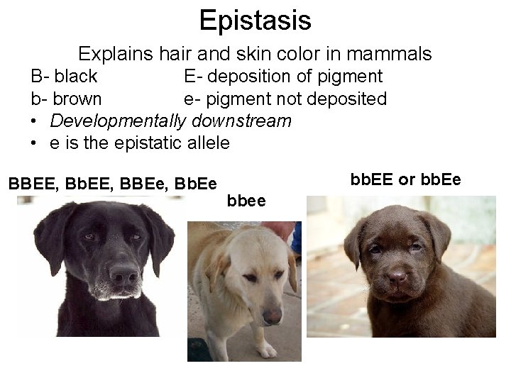 Epistasis Explains hair and skin color in mammals B- black E- deposition of pigment
