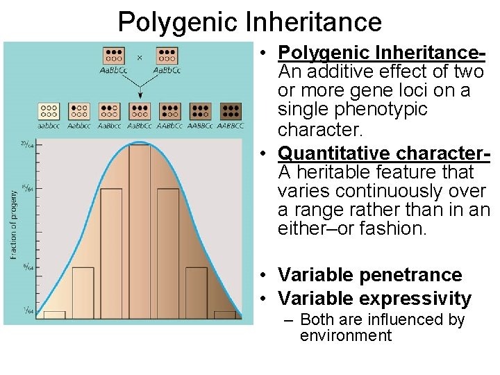 Polygenic Inheritance • Polygenic Inheritance. An additive effect of two or more gene loci