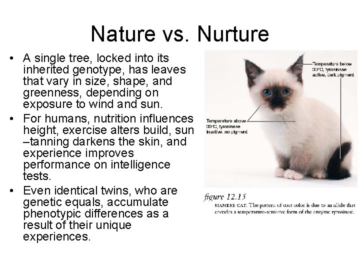 Nature vs. Nurture • A single tree, locked into its inherited genotype, has leaves