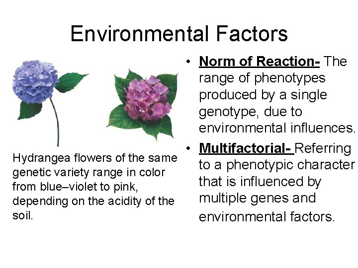 Environmental Factors • Norm of Reaction- The range of phenotypes produced by a single