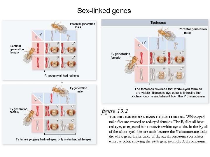 Sex-linked genes 