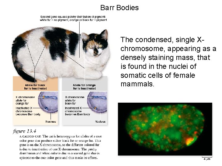 Barr Bodies The condensed, single Xchromosome, appearing as a densely staining mass, that is
