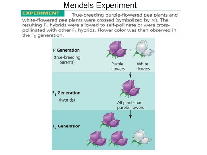 Mendels Experiment 