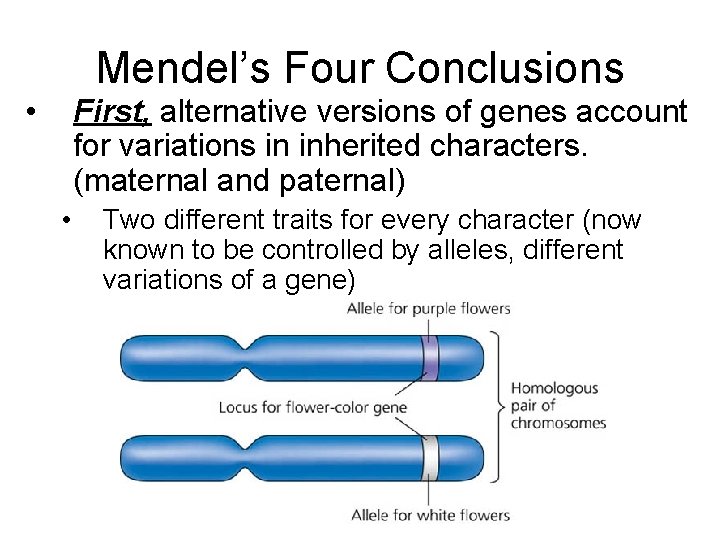 Mendel’s Four Conclusions • First, alternative versions of genes account for variations in inherited