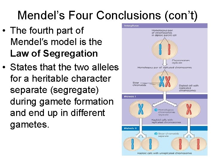 Mendel’s Four Conclusions (con’t) • The fourth part of Mendel′s model is the Law