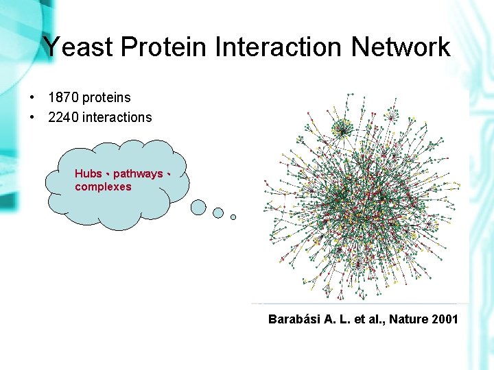 Yeast Protein Interaction Network • 1870 proteins • 2240 interactions Hubs、pathways、 complexes Barabási A.