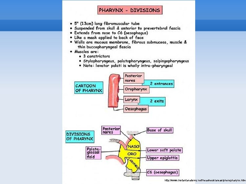 http: //www. instantanatomy. net/headneck/areas/phoropharynx. html 