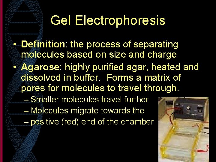 Gel Electrophoresis • Definition: the process of separating molecules based on size and charge