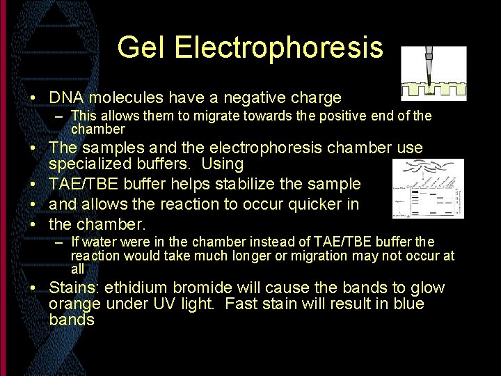 Gel Electrophoresis • DNA molecules have a negative charge – This allows them to