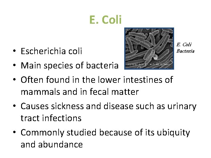 E. Coli Bacteria • Escherichia coli • Main species of bacteria • Often found
