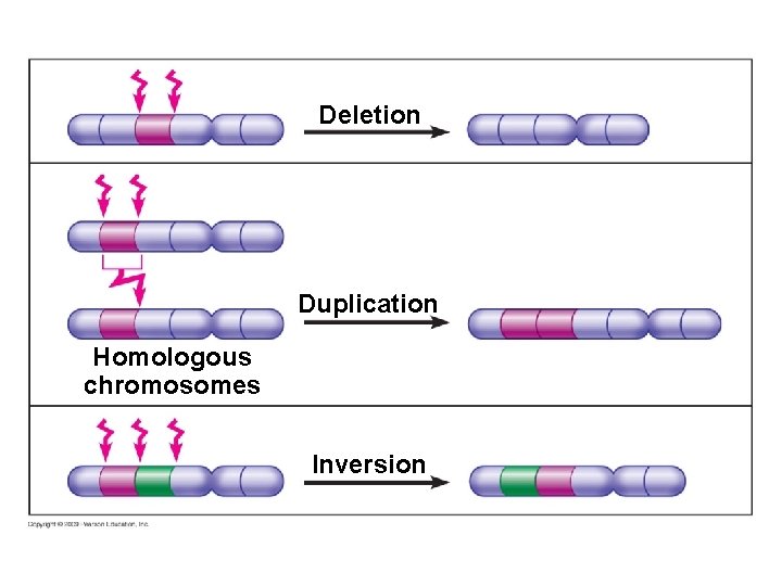 Deletion Duplication Homologous chromosomes Inversion 