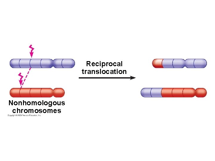 Reciprocal translocation Nonhomologous chromosomes 
