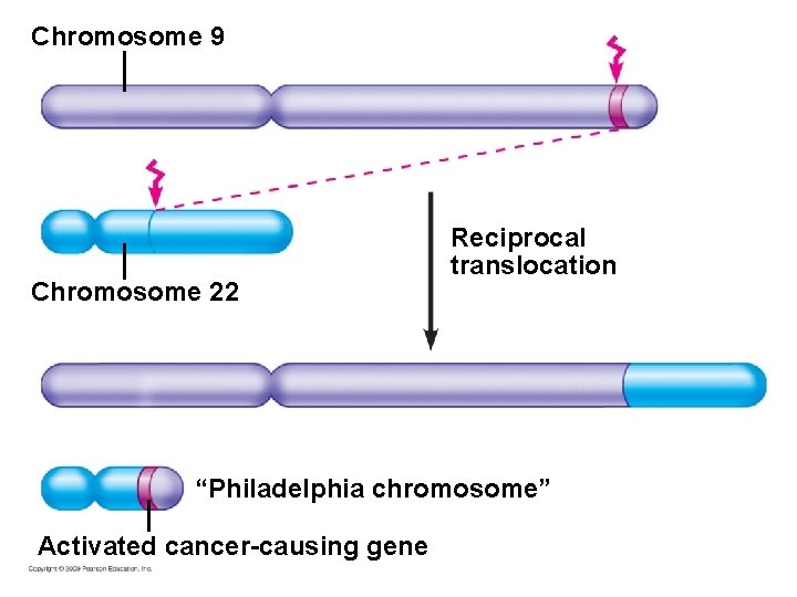 Chromosome 9 Chromosome 22 Reciprocal translocation “Philadelphia chromosome” Activated cancer-causing gene 