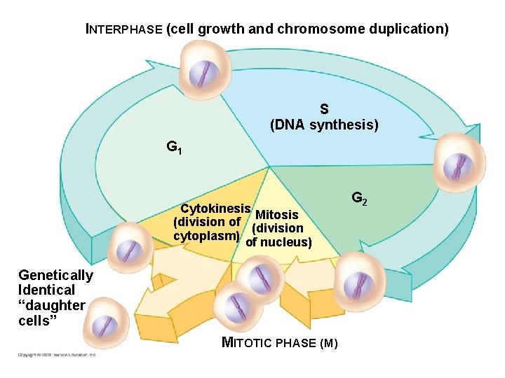 INTERPHASE (cell growth and chromosome duplication) S (DNA synthesis) G 1 Cytokinesis Mitosis (division