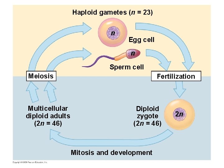 Haploid gametes (n = 23) n Egg cell n Sperm cell Meiosis Multicellular diploid