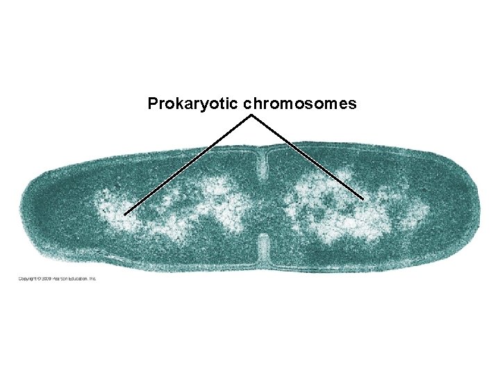 Prokaryotic chromosomes 