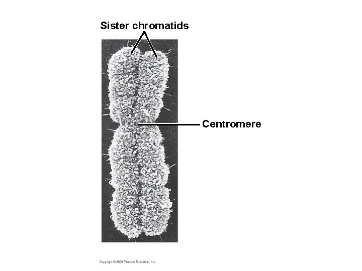 Sister chromatids Centromere 