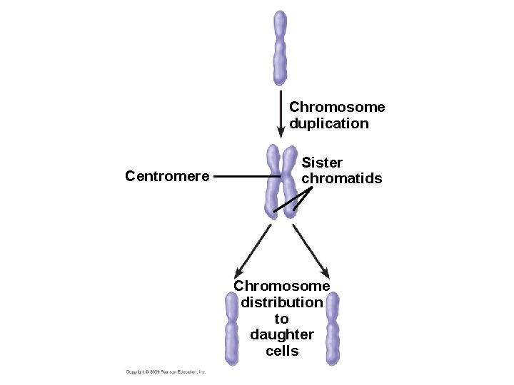 Chromosome duplication Centromere Sister chromatids Chromosome distribution to daughter cells 