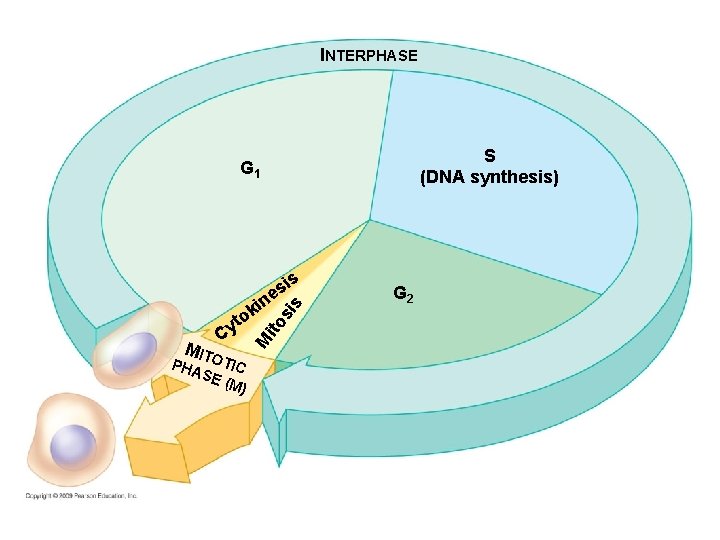 INTERPHASE S (DNA synthesis) G 1 s PHA OTIC SE (M) s ito si