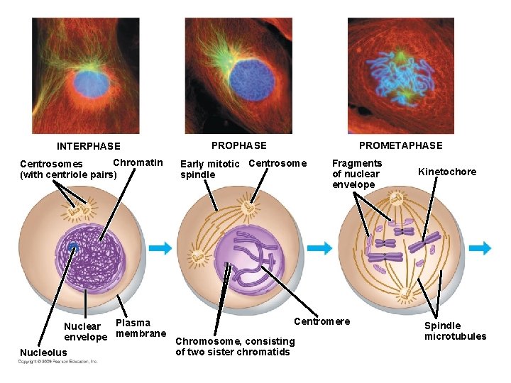 INTERPHASE Chromatin Centrosomes (with centriole pairs) PROPHASE Early mitotic Centrosome spindle PROMETAPHASE Fragments of