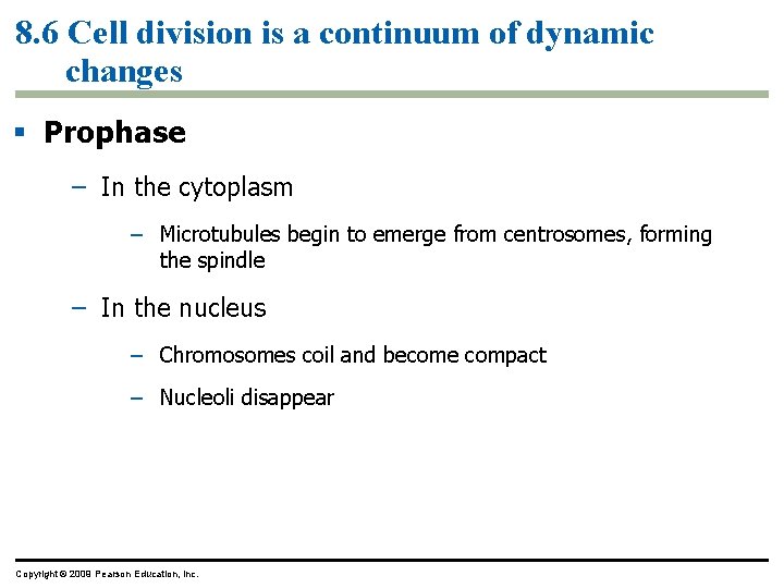 8. 6 Cell division is a continuum of dynamic changes Prophase – In the