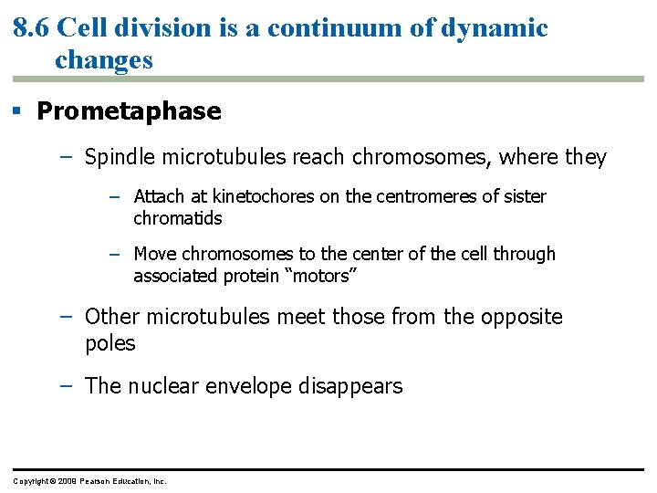 8. 6 Cell division is a continuum of dynamic changes Prometaphase – Spindle microtubules