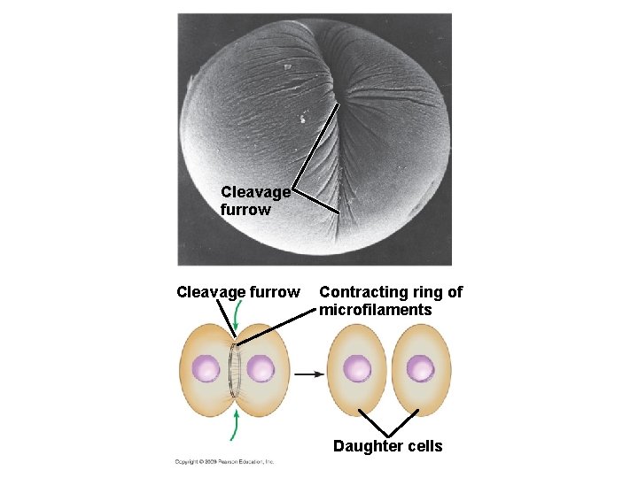 Cleavage furrow Contracting ring of microfilaments Daughter cells 