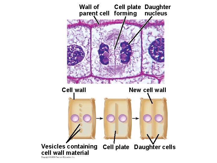 Wall of Cell plate Daughter parent cell forming nucleus Cell wall New cell wall