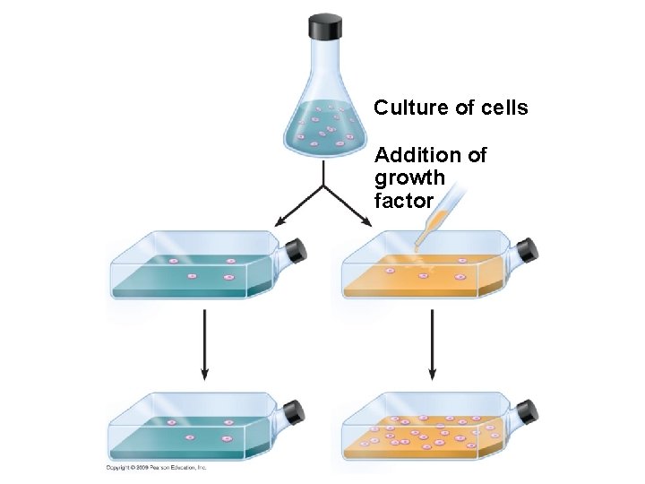 Culture of cells Addition of growth factor 